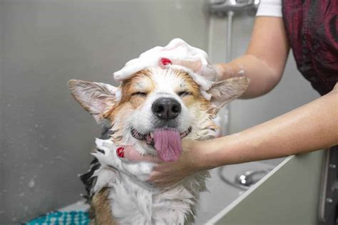 Happy dog grooming - Enjoy stress-free grooming with Happy Spa Dogs, the leading mobile dog grooming service in SoCal. Book your pup's pampering today! Skip to content. Be Your Dog's Hero. Schedule with our Mobile Groomer. Book Now. Get Grooming Quote. OR (866) 393-0351. Home. Services. Locations. About. Contact.
